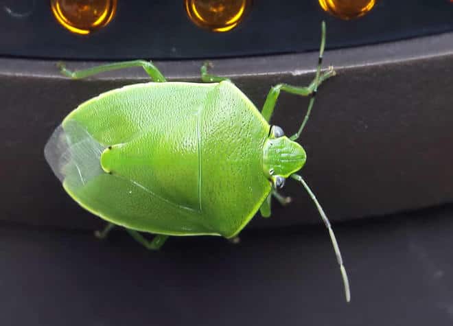 昆虫図鑑・ツヤアオカメムシ